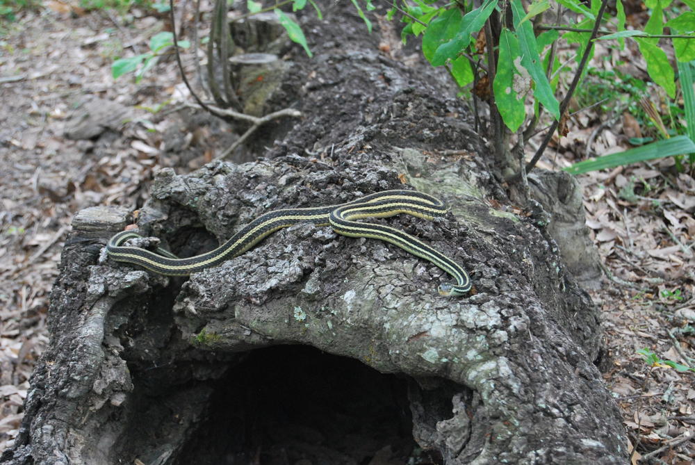 striped snake on a log