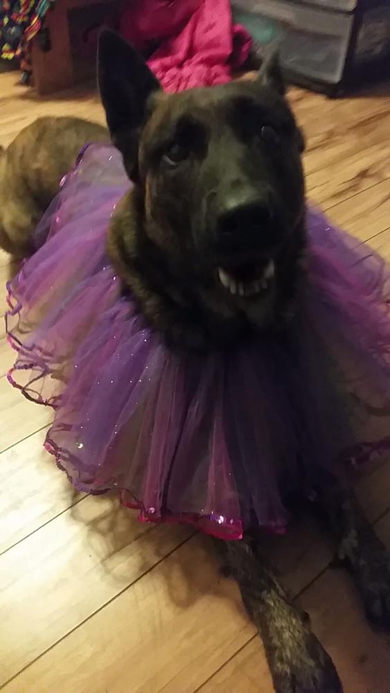 K-9 in a tutu